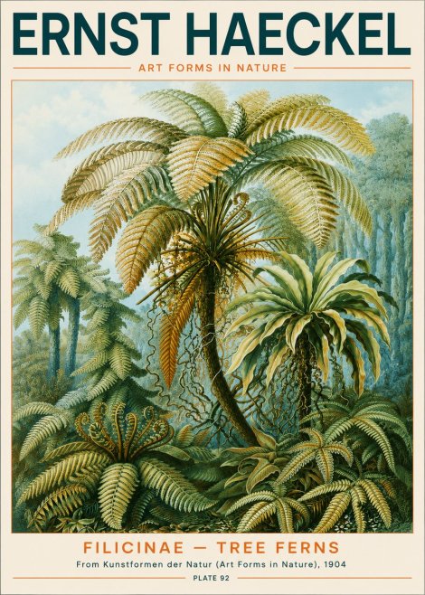 Ernst Haeckel Filicinae – Tree Ferns No3 - Juliste