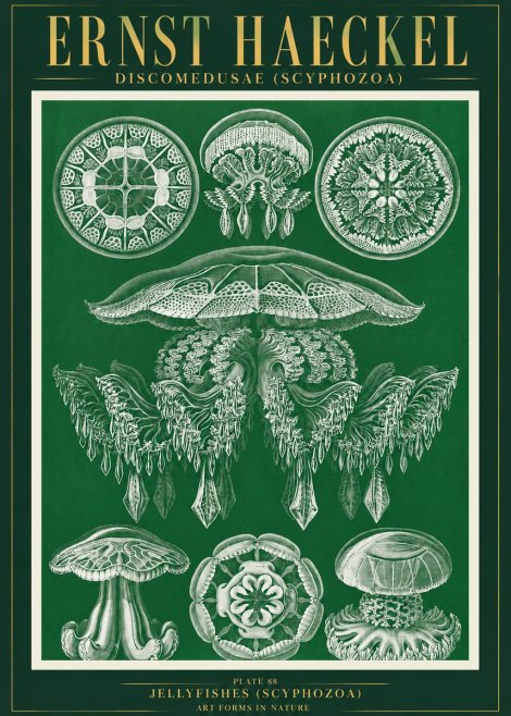 Ernst Haeckel Discomedusae (Scyphozoa) Plate 88 No3 - Juliste