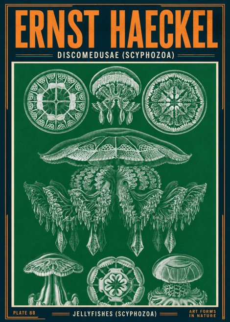 Ernst Haeckel Discomedusae (Scyphozoa) Plate 88 No4 - Juliste