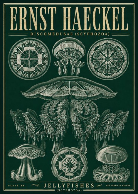 Ernst Haeckel Discomedusae (Scyphozoa) Plate 88 No5 - Juliste