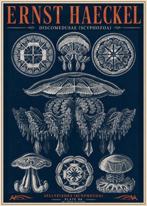 Ernst Haeckel Discomedusae (Scyphozoa) Plate 88 No6 - Juliste