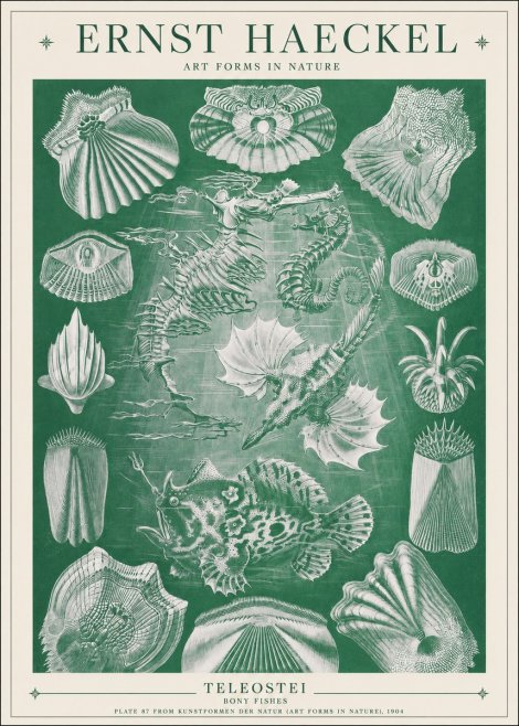 Ernst Haeckel Teleostei - Bony Fishes No1 - Juliste