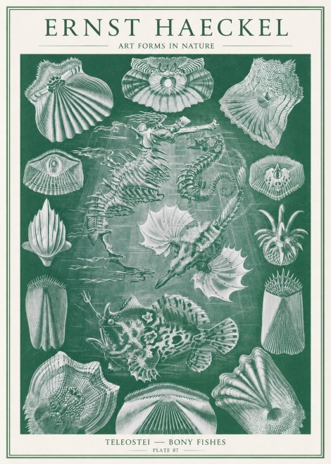 Ernst Haeckel Teleostei - Bony Fishes No2 - Juliste