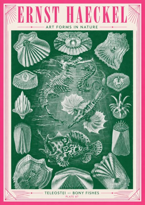Ernst Haeckel Teleostei - Bony Fishes No3 - Juliste