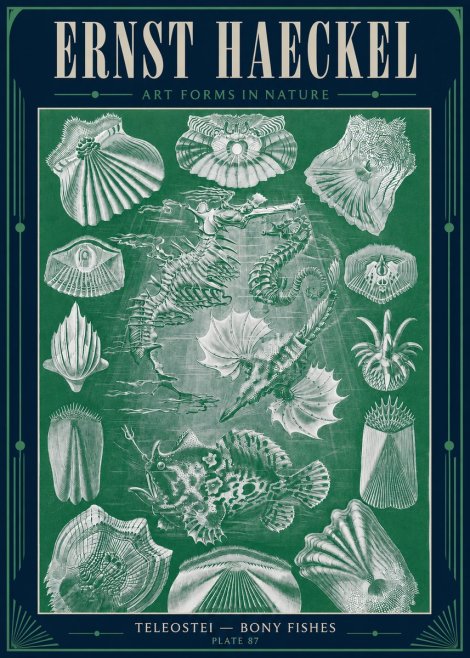 Ernst Haeckel Teleostei - Bony Fishes No4 - Juliste