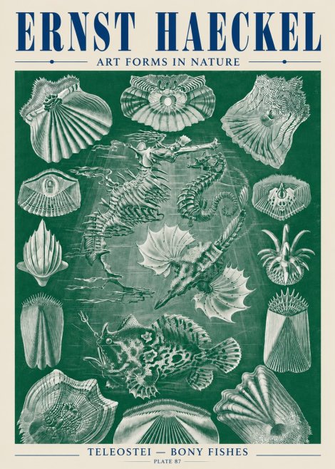 Ernst Haeckel Teleostei - Bony Fishes No5 - Juliste