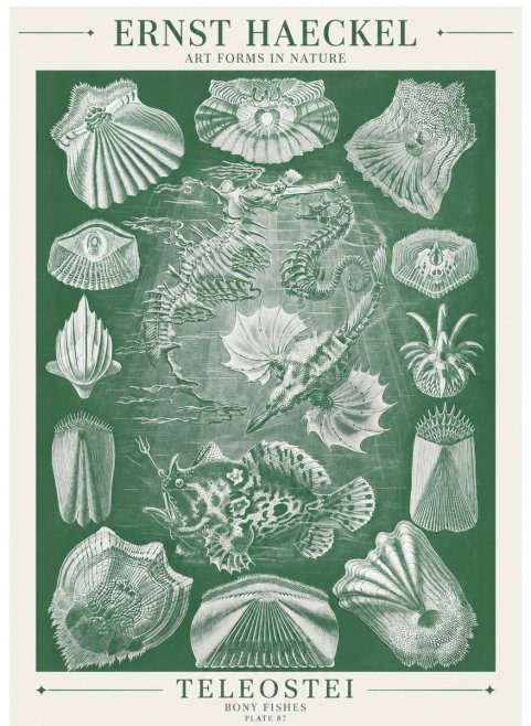 Ernst Haeckel Teleostei - Bony Fishes No6 - Juliste