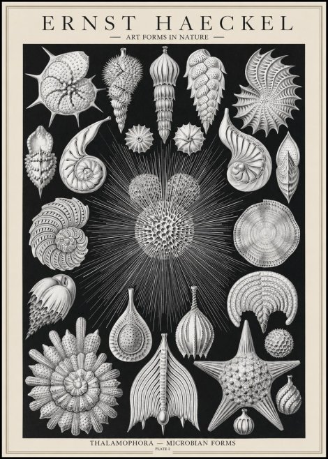 Ernst Haeckel Thalamophora - Microbian Forms - Plate 2 No1 - Juliste