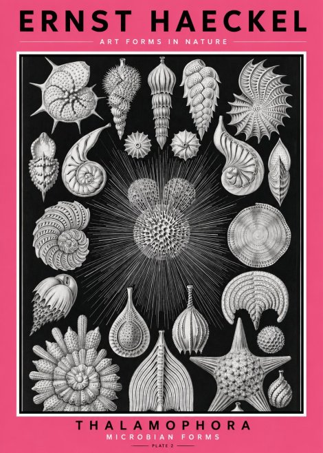 Ernst Haeckel Thalamophora - Microbian Forms - Plate 2 No2 - Juliste