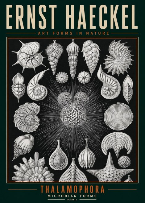 Ernst Haeckel Thalamophora - Microbian Forms - Plate 2 No3 - Juliste