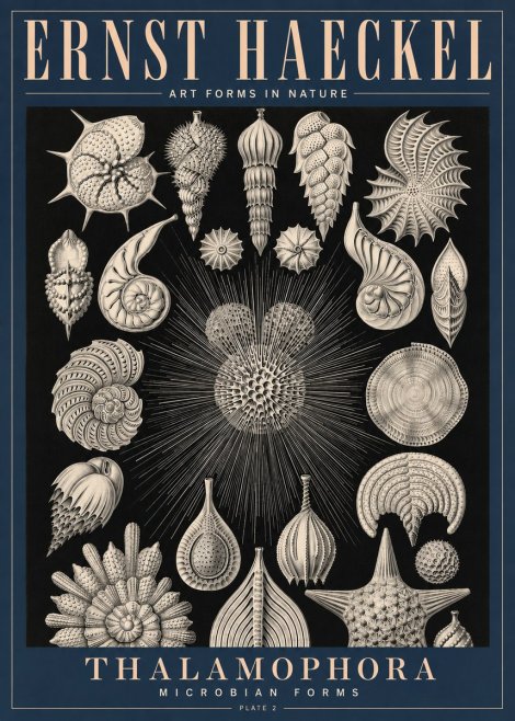 Ernst Haeckel Thalamophora - Microbian Forms - Plate 2 No4 - Juliste