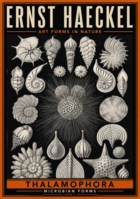 Ernst Haeckel Thalamophora - Microbian Forms - Plate 2 No6 - Juliste