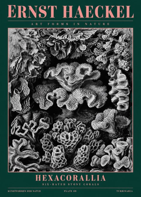Ernst Haeckel Hexacorallia No2 - Juliste