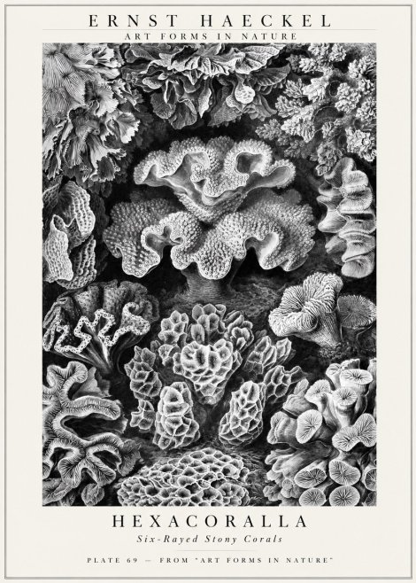 Ernst Haeckel Hexacorallia No3 - Juliste