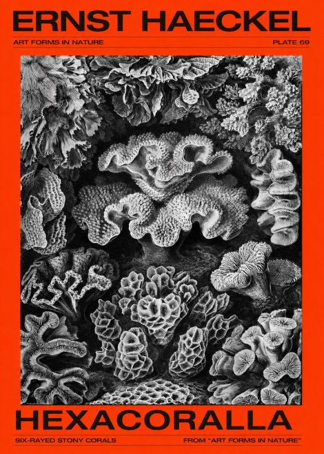 Ernst Haeckel Hexacorallia No4 - Juliste