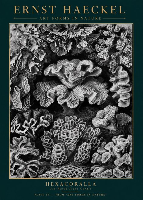 Ernst Haeckel Hexacorallia No5 - Juliste