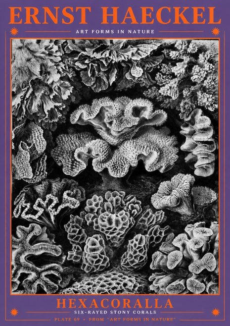 Ernst Haeckel Hexacorallia No6 - Juliste