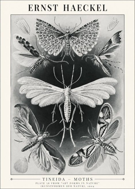 Ernst Haeckel Tineida - Moths No1 - Juliste
