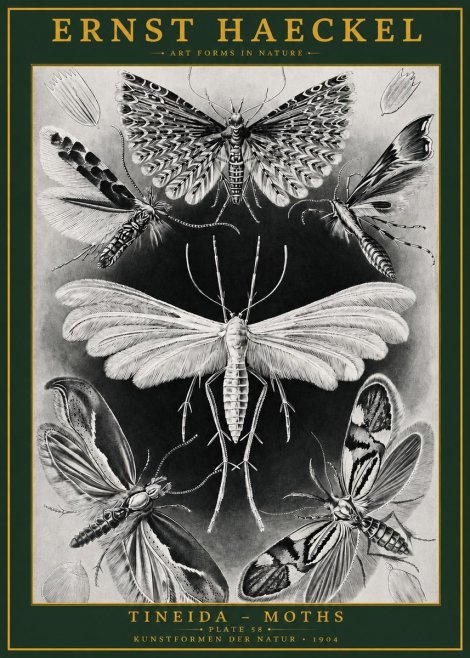Ernst Haeckel Tineida - Moths No2 - Juliste