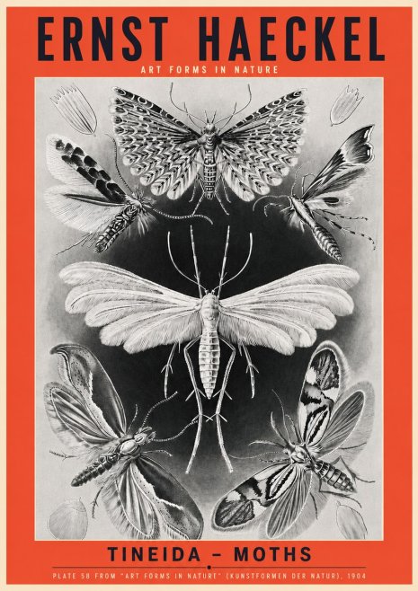 Ernst Haeckel Tineida - Moths No3 - Juliste