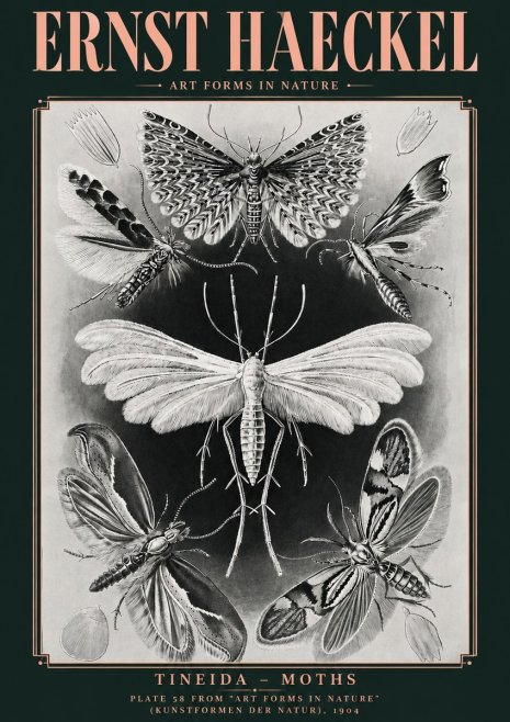Ernst Haeckel Tineida - Moths No4 - Juliste