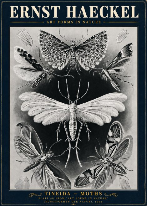Ernst Haeckel Tineida - Moths No5 - Juliste