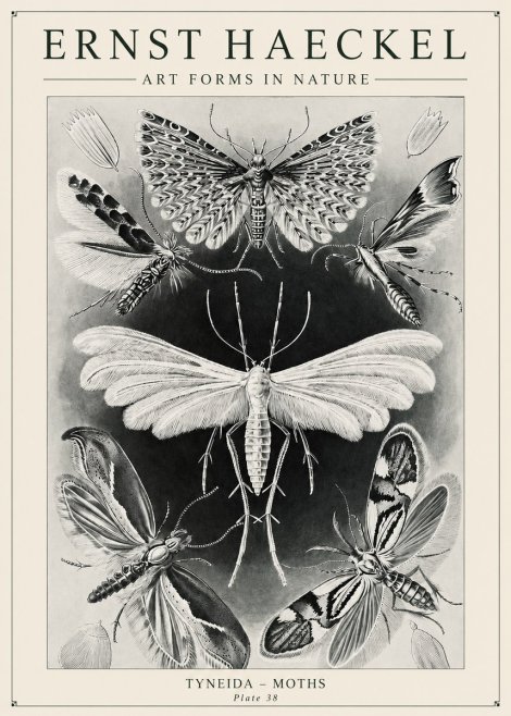 Ernst Haeckel Tineida - Moths No6 - Juliste