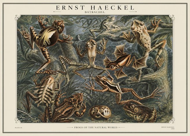 Ernst Haeckel Frogs of the Natural World No1 - Juliste