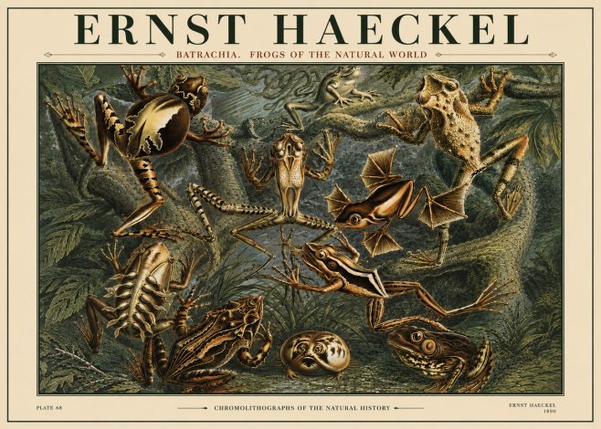 Ernst Haeckel Frogs of the Natural World No4 - Juliste