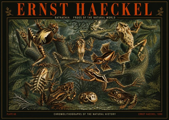 Ernst Haeckel Frogs of the Natural World No5 - Juliste
