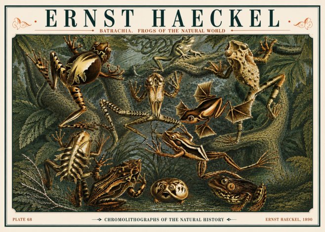 Ernst Haeckel Frogs of the Natural World No6 - Juliste