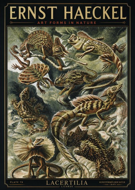 Ernst Haeckel Lacertilia Lizards No3 - Juliste