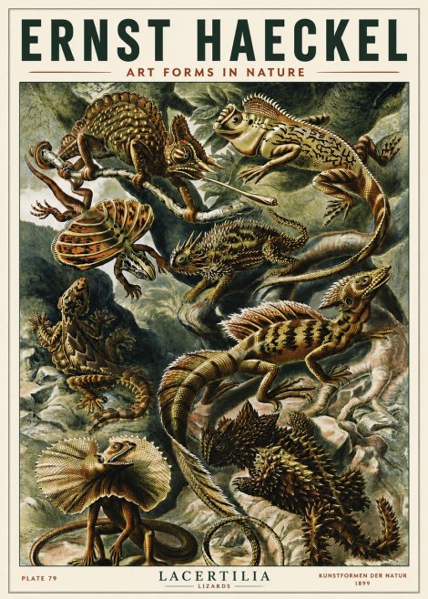 Ernst Haeckel Lacertilia Lizards No5 - Juliste