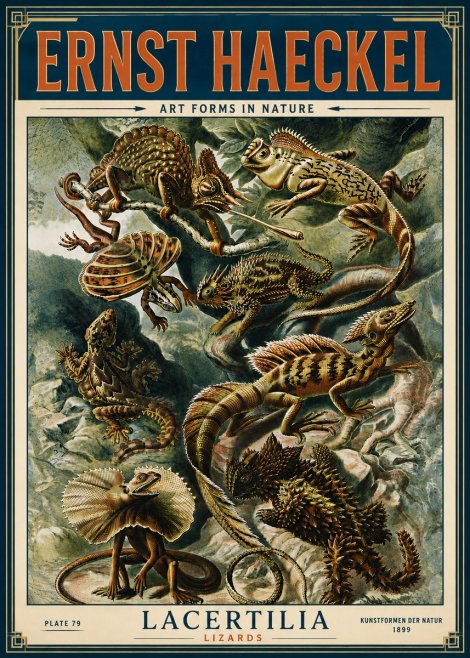 Ernst Haeckel Lacertilia Lizards No6 - Juliste