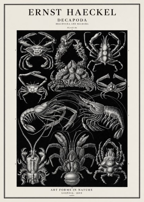 Ernst Haeckel Decapoda Brachyura and Macrura Plate 86 No1 - Juliste