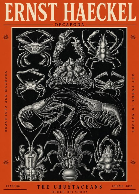Ernst Haeckel Decapoda Brachyura and Macrura Plate 86 No2 - Juliste