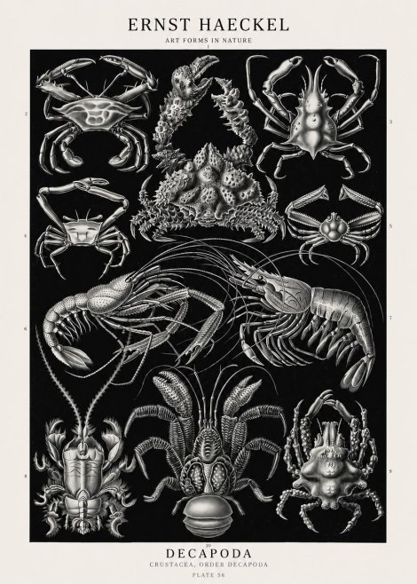 Ernst Haeckel Decapoda Brachyura and Macrura Plate 86 No3 - Juliste