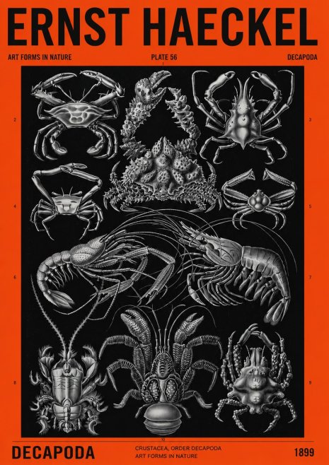 Ernst Haeckel Decapoda Brachyura and Macrura Plate 86 No4 - Juliste