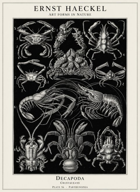Ernst Haeckel Decapoda Brachyura and Macrura Plate 86 No5 - Juliste