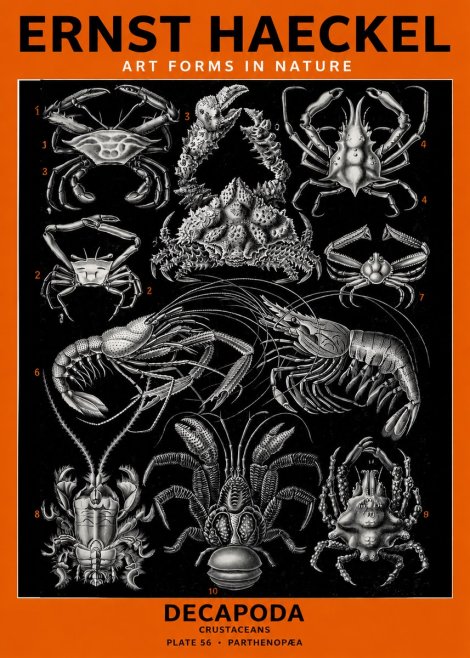 Ernst Haeckel Decapoda Brachyura and Macrura Plate 86 No6 - Juliste