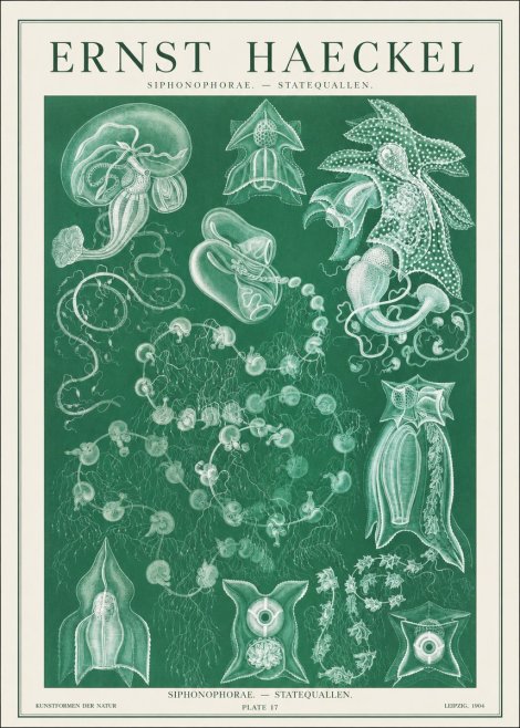 Ernst Haeckel Siphonophorae. — Statequallen. Plate 17 No1 - Juliste