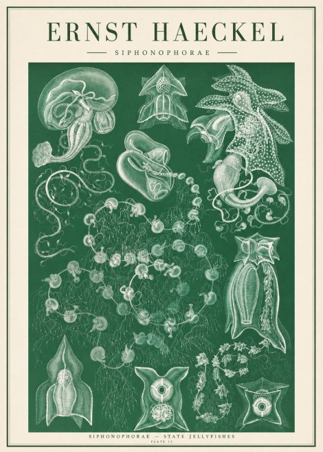 Ernst Haeckel Siphonophorae. — Statequallen. Plate 17 No2 - Juliste