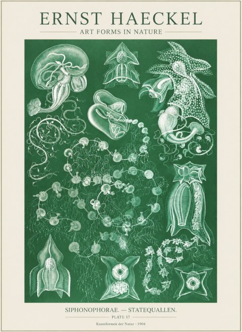 Ernst Haeckel Siphonophorae. — Statequallen. Plate 17 No3 - Juliste