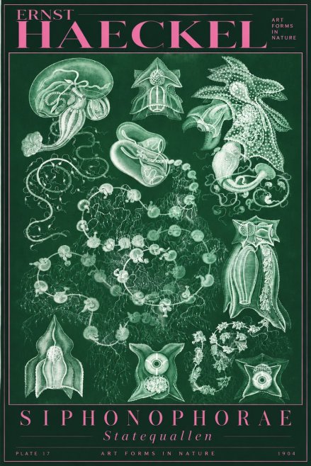 Ernst Haeckel Siphonophorae. — Statequallen. Plate 17 No5 - Juliste