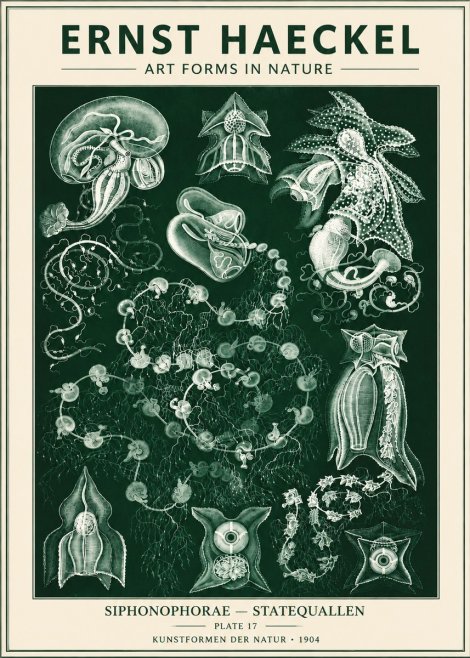 Ernst Haeckel Siphonophorae. — Statequallen. Plate 17 No6 - Juliste