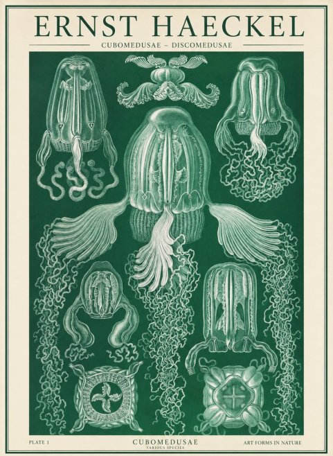 Ernst Haeckel Cubomedusae No2 - Juliste