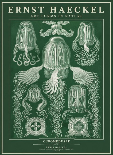 Ernst Haeckel Cubomedusae No3 - Juliste