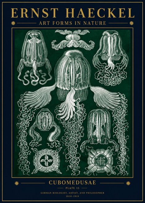 Ernst Haeckel Cubomedusae No5 - Juliste