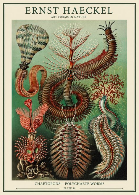 Ernst Haeckel Chaetopoda – Polychaete Worms No1 - Juliste