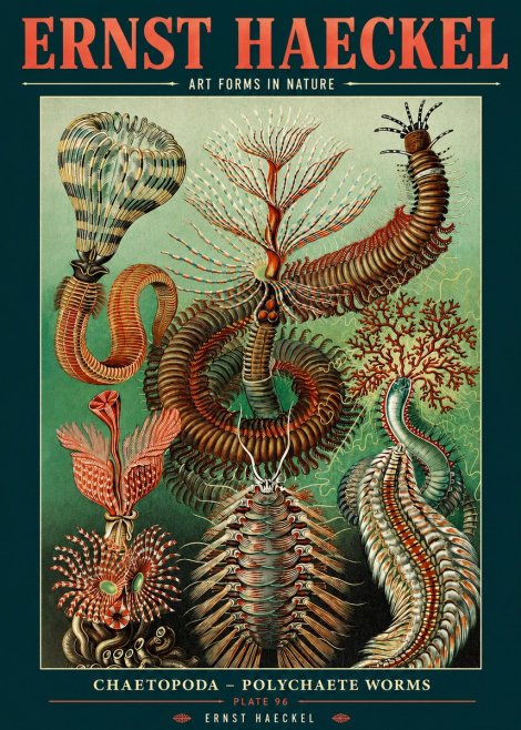 Ernst Haeckel Chaetopoda – Polychaete Worms No2 - Juliste